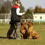 training dog with had signal